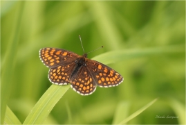 <p>HNĚDÁSEK JITROCELOVÝ (Melitaea athalia ----- /Heath fritillary - Wachtelweizen-Scheckenfalter/</p>
